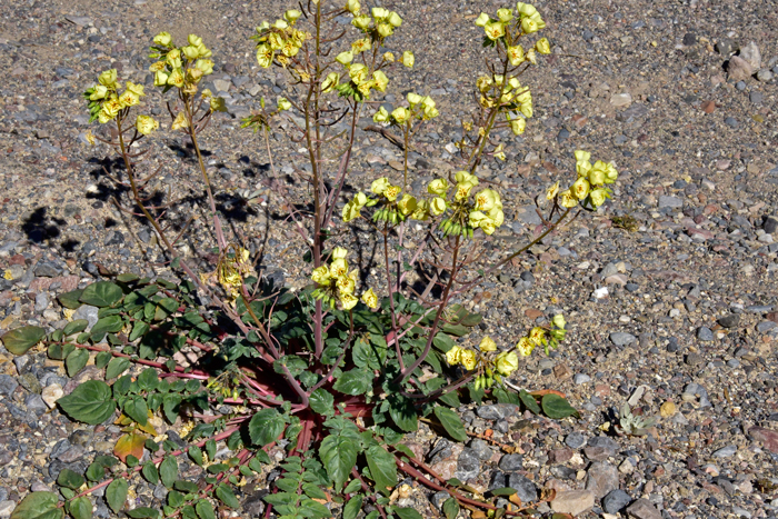 Yellow Cups has dramatic mostly basal green leaves, simple to 1-pinnate and a terminal leaflet. Chylismia brevipes 